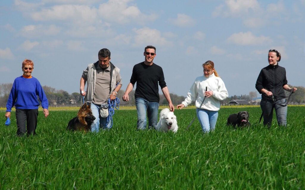 social walk als begegnungstraining,begegnungstraining,social,walk,spaziergang,abstand,respekt,unsichere,hunde,brustgeschirr